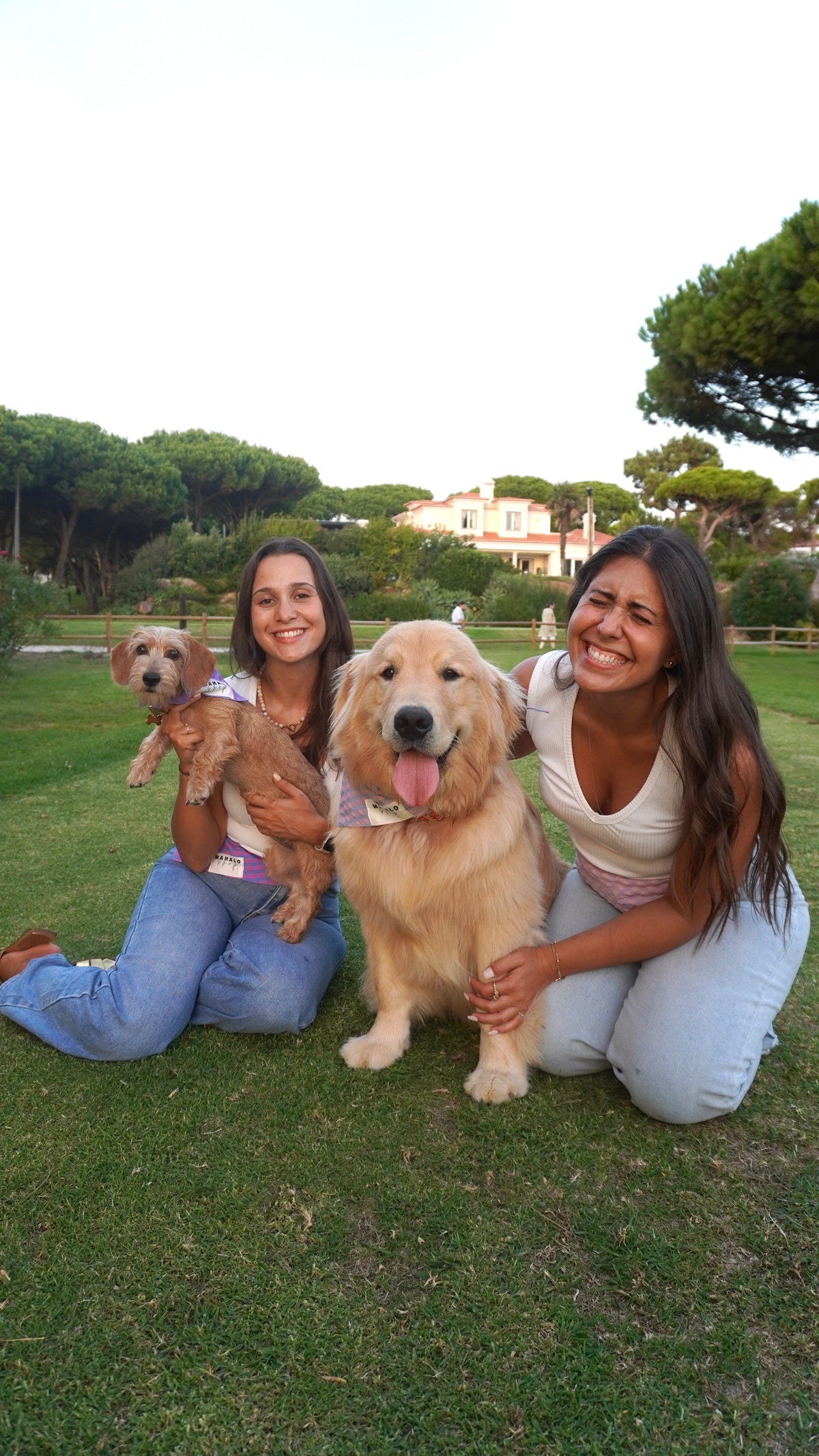 CÃES NA MODA